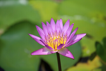 a blooming water lily in a lake
