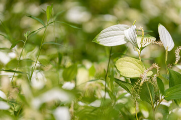 奈良-【半夏生（半化粧）】