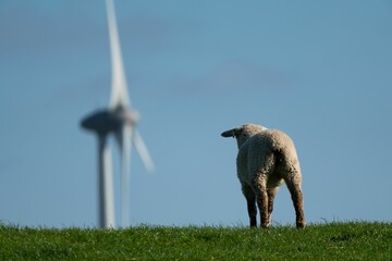 Closeup of a white sheep grazing on green grass on a pasture agaist windmills