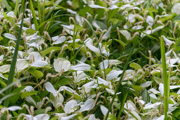 奈良-【半夏生（半化粧）】