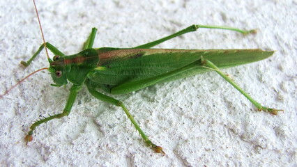 Tettigonia viridissima