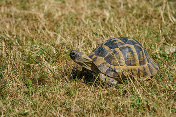 The Thracian tortoise or Hermann tortoise is a terrestrial turtle of the family Testudinidae. It is located on the continent of Europe. It is known as the Thrace tortoise because it is found only in t