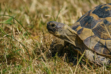 The Thracian tortoise or Hermann tortoise is a terrestrial turtle of the family Testudinidae. It is...