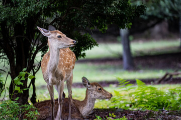 奈良-【奈良公園（飛火野）の鹿】