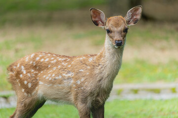 奈良-【奈良公園（飛火野）の鹿】