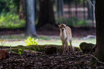 奈良-【奈良公園（飛火野）の鹿】