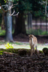 奈良-【奈良公園（飛火野）の鹿】
