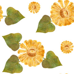 Autumn Watercolor Seamless Pattern with Sunflowers and Leaves. Autumn Yellow Flowers. Design for Packaging, Stationery, Scrapbooking and Textiles. Flowers on White background.
