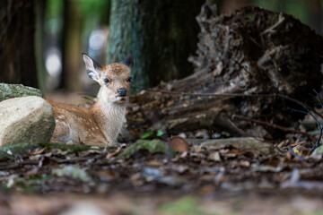 奈良-【奈良公園（飛火野）の鹿】