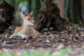 奈良-【奈良公園（飛火野）の鹿】