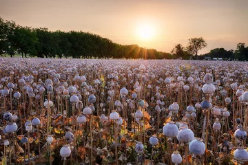 Rolgordijnen Summer landscape with many heads of poppy field © TTstudio