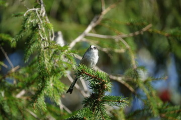 long tailed tit (Aegithalos caudatus) also known as a bushtit