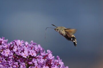 hummingbird hawk moth (Macroglossum stellatarum) a day flying moth feeding on nectar from autumn flowers
