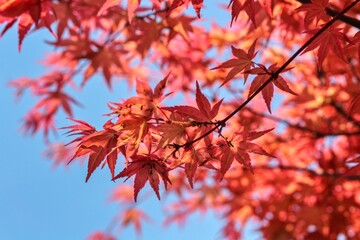 Red leaves of red japan shaina acer tree on blue background.