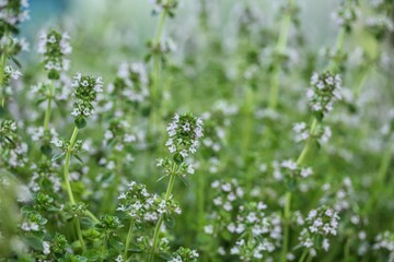 Thymus vulgaris herb, fresh flowers and leaves. Detail photo flower