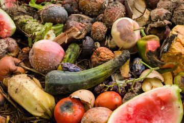 Selective focus. Composting. Composting in the backyard. Compost heap. Rational use of natural resources.