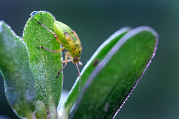 Gemeine Wiesenwanze ( Lygus pratensis ) - Nymphe.
