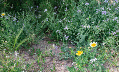 yellow flowers yellow petal natural grass summer afternoon