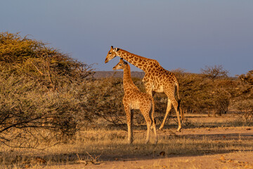 Giraffe Kenya masai mara.(Giraffa reticulata) sunset.