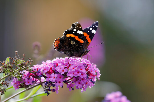Ein Admiral auf den Bl&uuml;ten eines Schmetterlingstrauches
