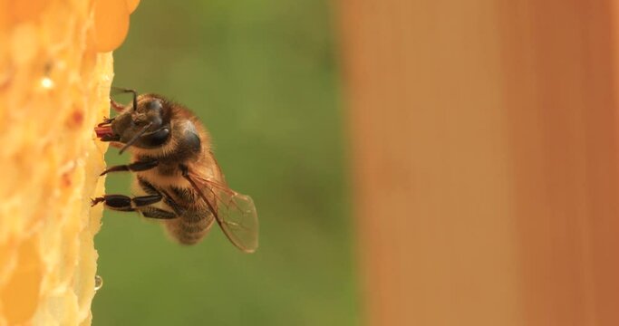 Honey bees working on honeycombs, close-up, selective focus. Life inside the hive.