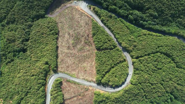 aerial road and forest