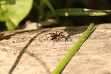 Sitting spider on a plant