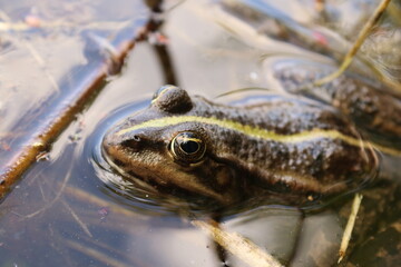 Close up of an siting frog in the water