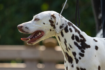 dalmation dog on a walk