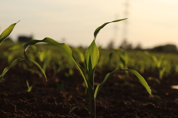 A small corn plant in the foreground and many in the background