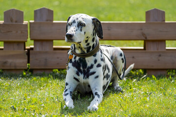 dalmatian dog on the grass resting