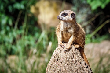 Fototapeta premium Erdmännchen ( Suricata suricatta ).