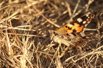 Sitting butterfly on the ground