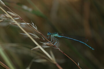 Sitting blue dragonfly on a stick