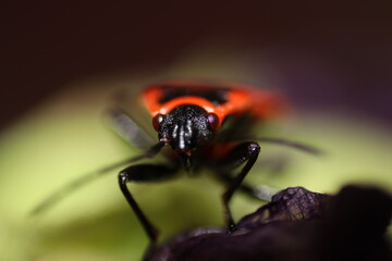 Macro of a fire beetle 