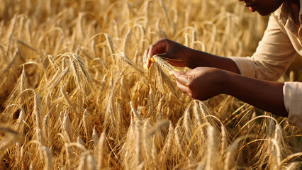 Amazing looking black woman farmer in the middle of large wheat field analysing the results of...