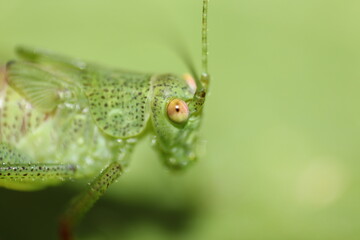 Closeup of an grasshopper