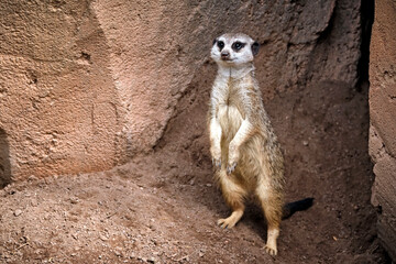 Erdmännchen ( Suricata suricatta ).