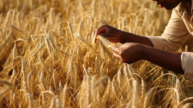 Amazing looking black woman farmer in the middle of large wheat field analysing the results of harvest from this year
