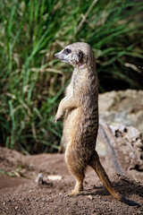 Erdmännchen ( Suricata suricatta ).