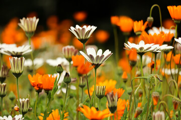 field of daisies. Cape Town South Africa. Kirstenbosch Botanical Gardens 