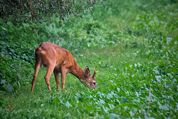 Rehbock ( Capreolus capreolus ).