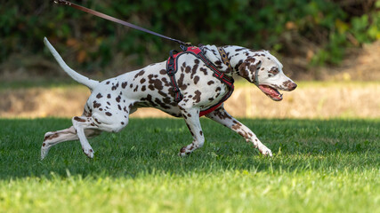 dalmation dog on a walk on a harness