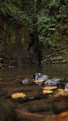 Fototapeta premium Gorge with a river and many plants