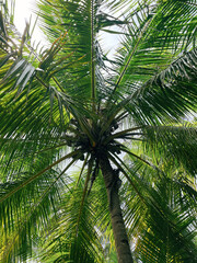 Fototapeta premium Bottom view of palm tree with big leaves