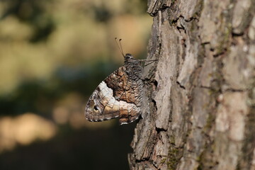 Obraz premium Sitting butterfly on a plant with green and brown background