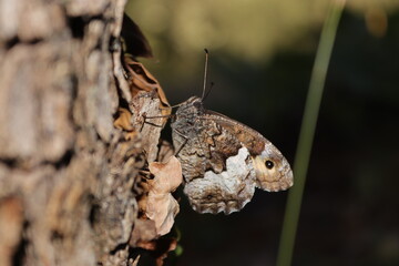 Fototapeta premium Sitting butterfly on a plant with green and brown background