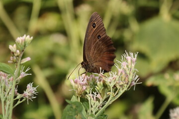 Obraz premium Sitting butterfly on a plant with green and brown background
