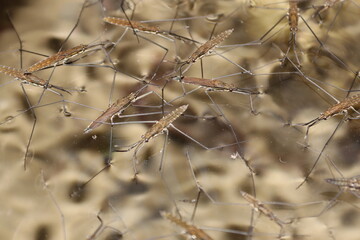 Many water striders on a river