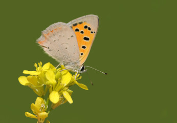 A male small copper (Lycaena phlaeas) butterfly.